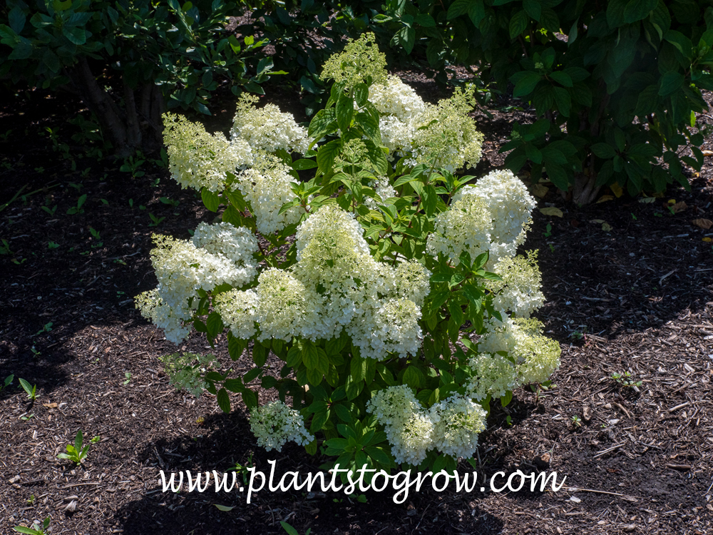 Bobo Hydrangea (Hydrangea paniculata)
(July 4 )